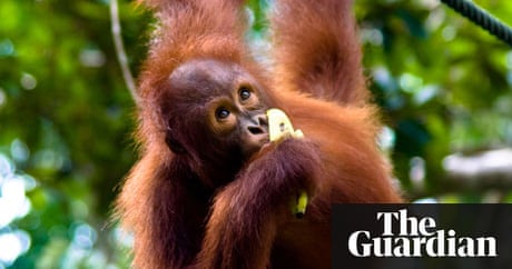 Palm oil labelling in Australia could become a reality if bill passes | Environment | The Guardian