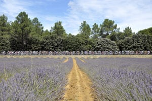 Tour de france stage 16: The pack cycles past a lavender field