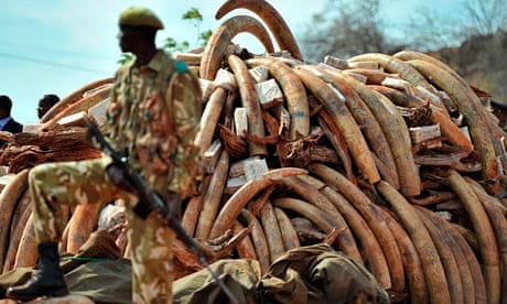 Kenya's illegal ivory trade