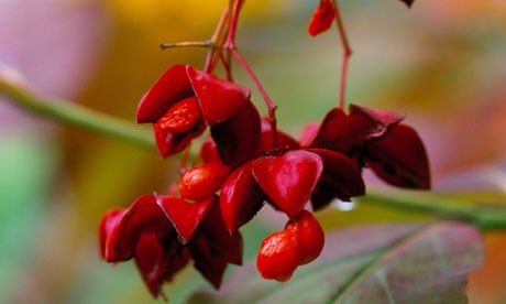 Plant of the week: Euonymus planipes