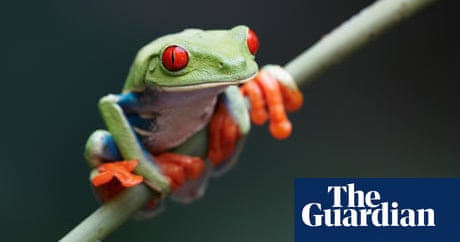 One-third of animal species will be hit by climate change, scientists warn
