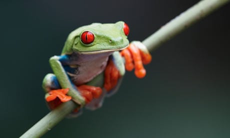 endangered frog
