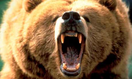 Grizzly bear attacks teenagers