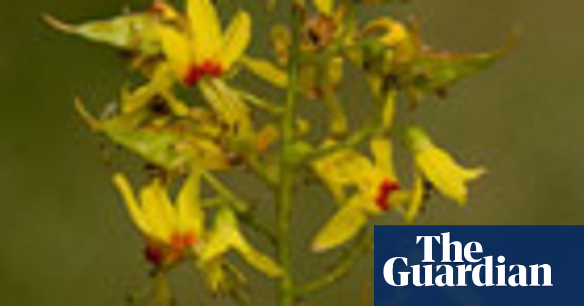 Gardens Summer Flowering Trees Life And Style The Guardian