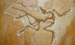 Archaeopteryx fossil