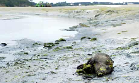 Dead boar on Brittany coast and toxic algae