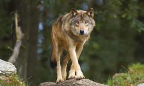 European gray wolf 