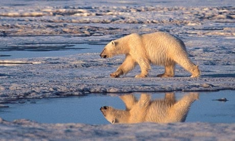 Polar bear, melting Arctic sea ice