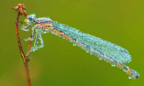 Dragonfly with Morning Dew