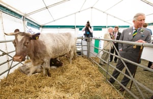 Prince Charles: Livestock at the Great Yorkshire Show