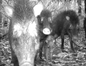 Candid camera : First Global Camera Trap Mammal Study done by TEAM network