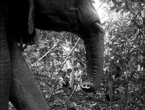 Candid camera : First Global Camera Trap Mammal Study done by TEAM network