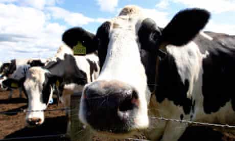 A Dutch company is linking cows to the internet to track their movements and eating habits.