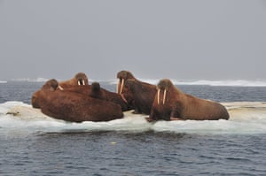 Week in Wildlife: Walruses rest on an ice floe in the Chukchi sea in the Arctic
