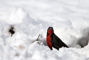 Week in Wildlife: A loica stands in a snow-covered field in Argentina