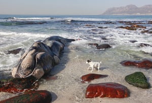 Week in Wildlife: Southern Right whale beaches in  Cape Town, South Africa