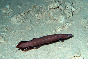 Week in Wildlife: a new species of eel found in undersea cave which is a living fossil