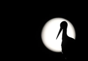 Week in Wildlife: silhouetted stork