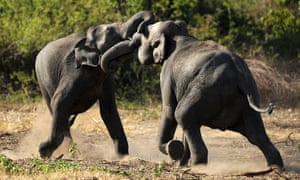 Week in Wildlife: Sri Lankan wild elephants play at a wild life sanctuary in Minneriya