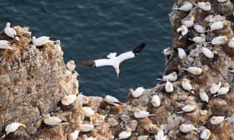 Gannets nesting on Bempton cliffs