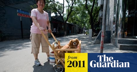Cull Of 30 000 Pet Dogs Ordered After Deadly Rabies Outbreak In Chinese City World News The Guardian