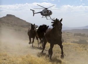 Week in wildlife: A helicopter is to gather wild horses in Utah
