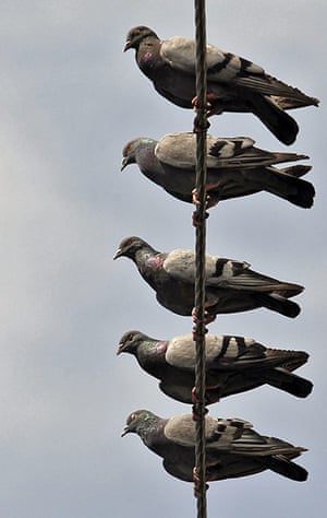 Week in wildlife: A group of pigeons rest on an overhead electric wire in Srinagar 