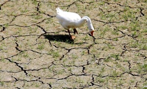 Week in wildlife: A goose feeds on the bank of a dried-up creek bed in Texas