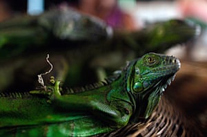 Week in wildlife: Iguanas for sale at the Oriental market in Managua, Nicaragua