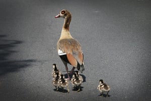 Week in wildlife: Mother Duck and her ducklings cross the road in London