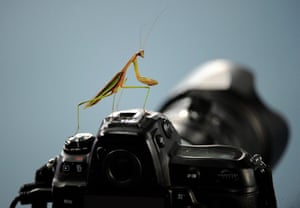 Week in wildlife: A preying mantis 