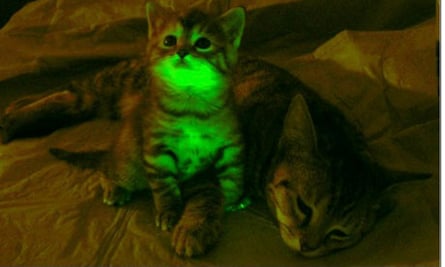 Glow  cat  fluorescent green felines could help study of   Glow  cat  fluorescent green felines could help study of