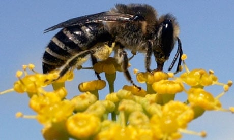 A bee collects nectar from a flower
