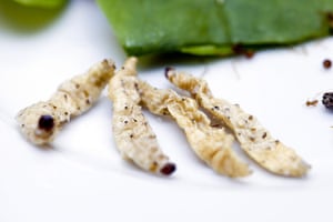 Edible insects: Edible insects 3