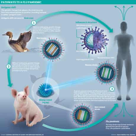 Flu pandemics graphic