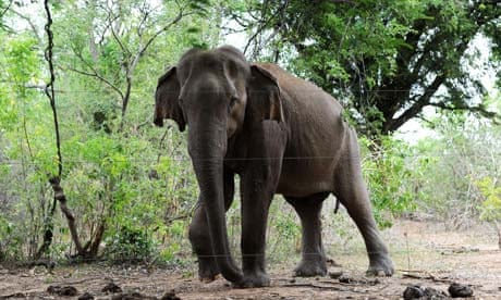 An elephant in Sri Lanka