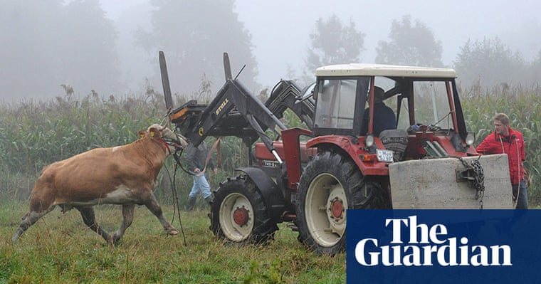 Yvonne The Runaway Cow Is Caught After Three Months World News The Guardian