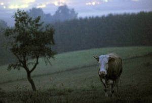 week in wildlife: Yvonne, the runaway cows 