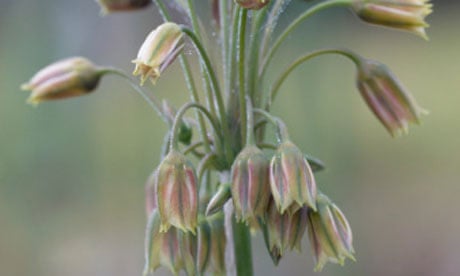 Plant of the week: Nectaroscordum siculum