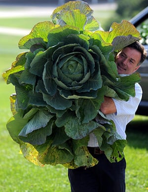 Giant vegetables: Harrogate Autumn Flower show Director Martin Fish with a giant cabbage