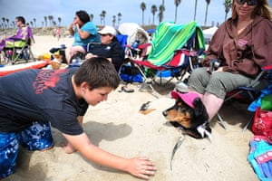 Surf City Surf Dog Competition In Pictures Life And