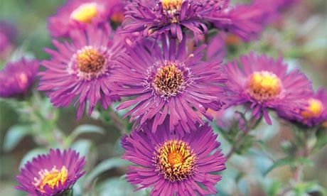 Violetta Flowers