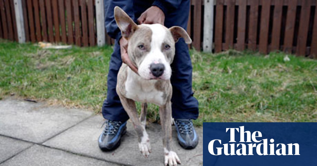 Beware of the law when it comes to dangerous dogs | Public Leaders
