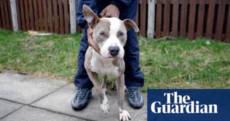 Beware Of The Law When It Comes To Dangerous Dogs Public Leaders Network The Guardian