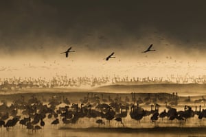 WPY 2011: Birds behaviour: Taking flight by Paul Goldstein