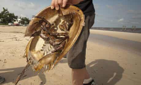 Horseshoe crab on a beach in Mississippi