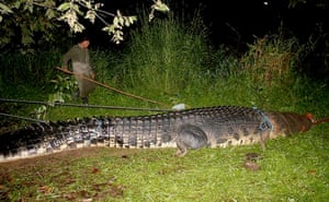 giant crocodile captured: A wildlife hunter subdueing the giant 6.4-metre  saltwater crocodile