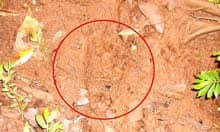 An alleged orang-pendek footprint