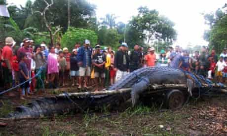 A giant saltwater crocodile after it was caught in the Philippines