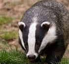 A badger